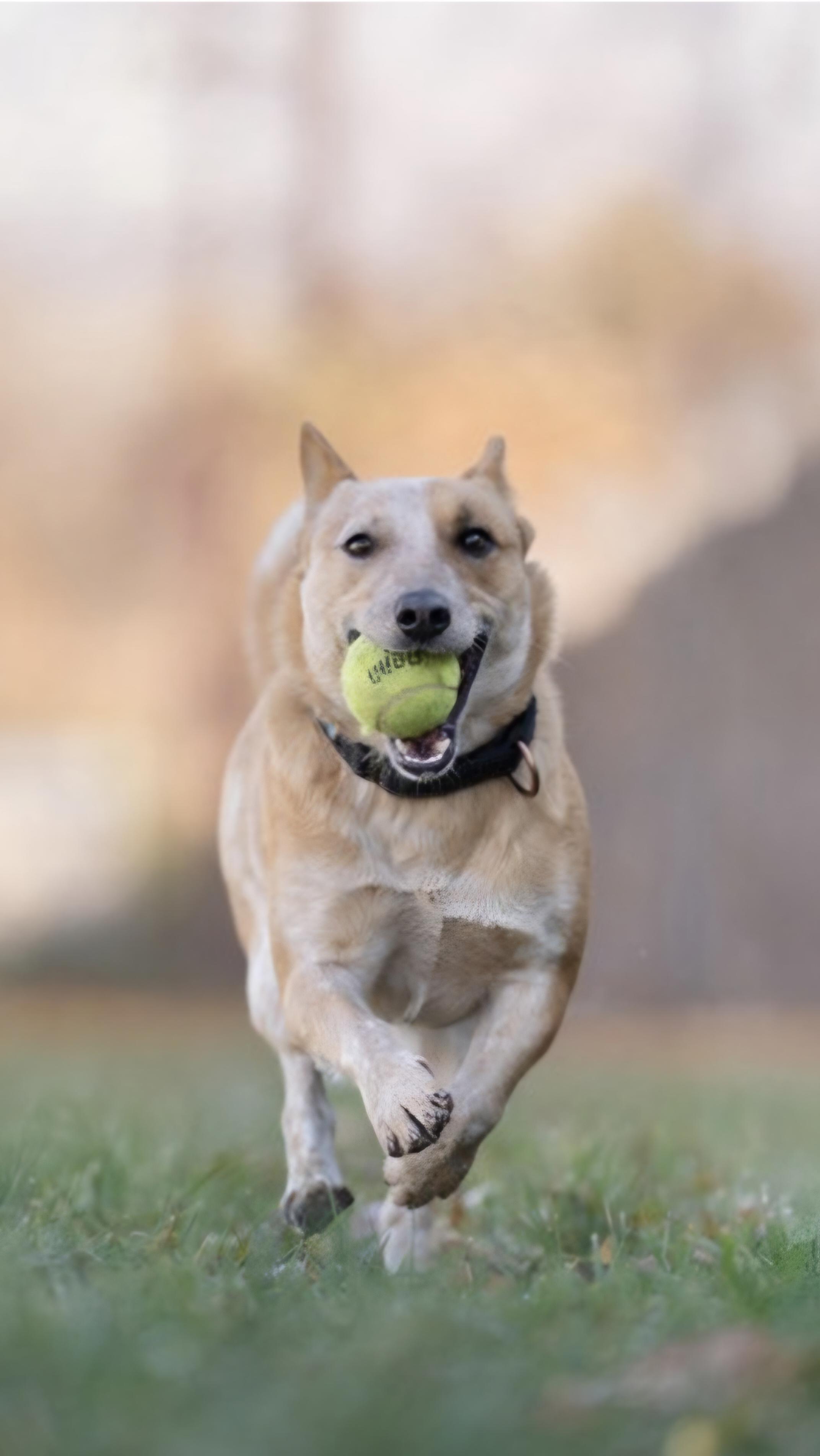 Enlarge Nessie, a Adoptable Australian Cattle Dog / Blue Heeler in Salt Lake City, UT image 2/6