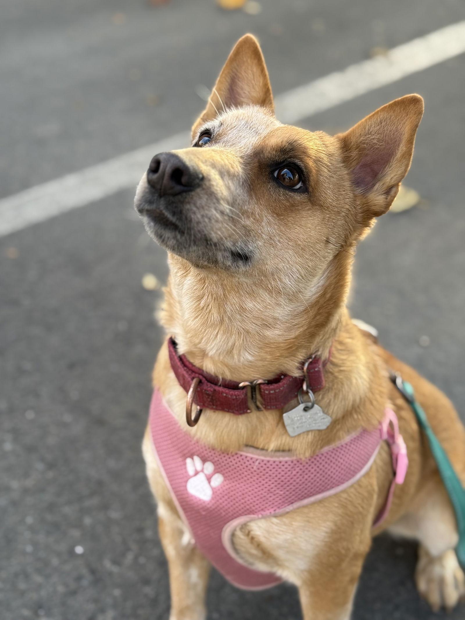 Enlarge Nessie, a Adoptable Australian Cattle Dog / Blue Heeler in Salt Lake City, UT image 4/6