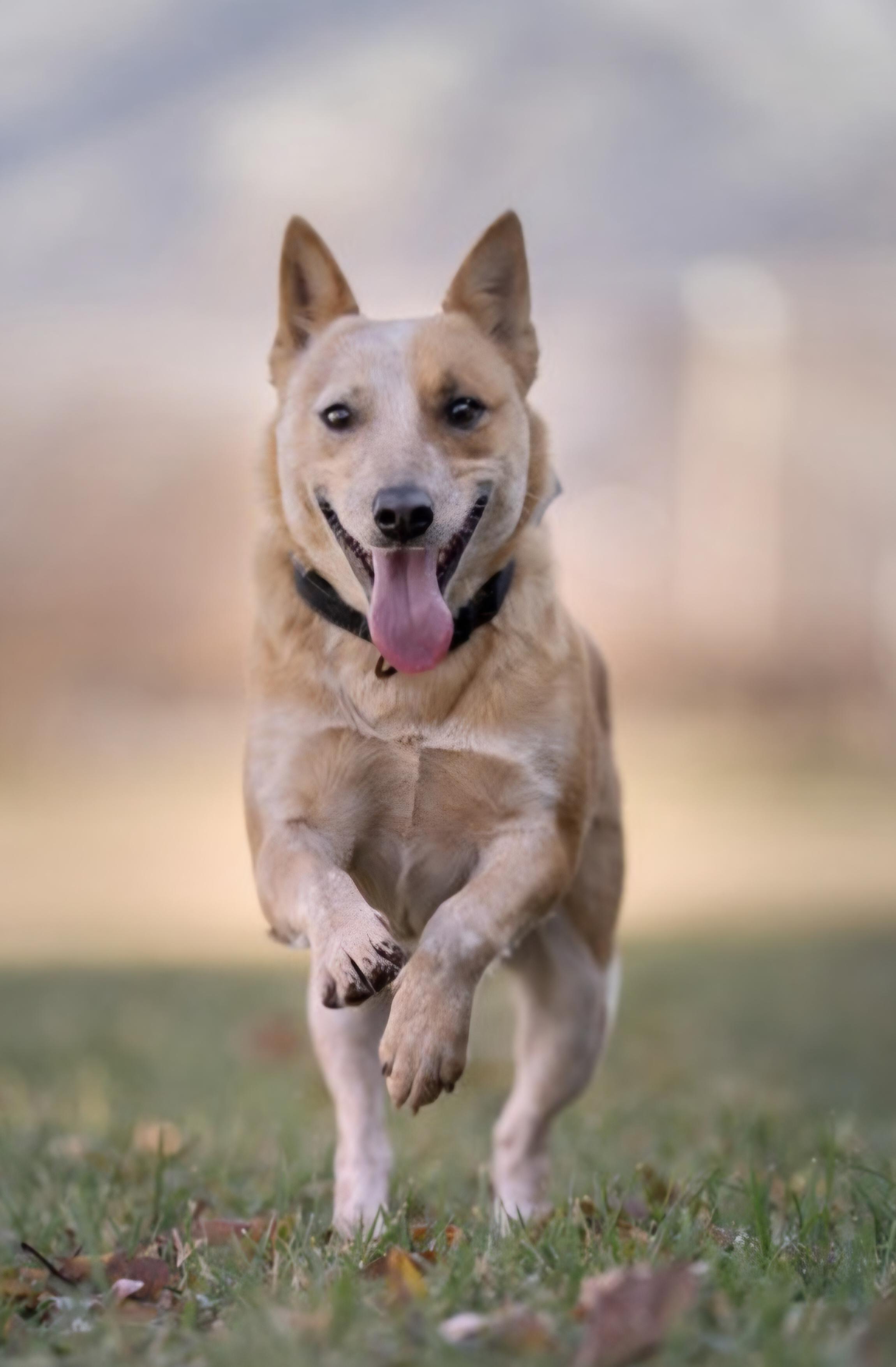 Nessie, Adoptable, Young Female Australian Cattle Dog / Blue Heeler.