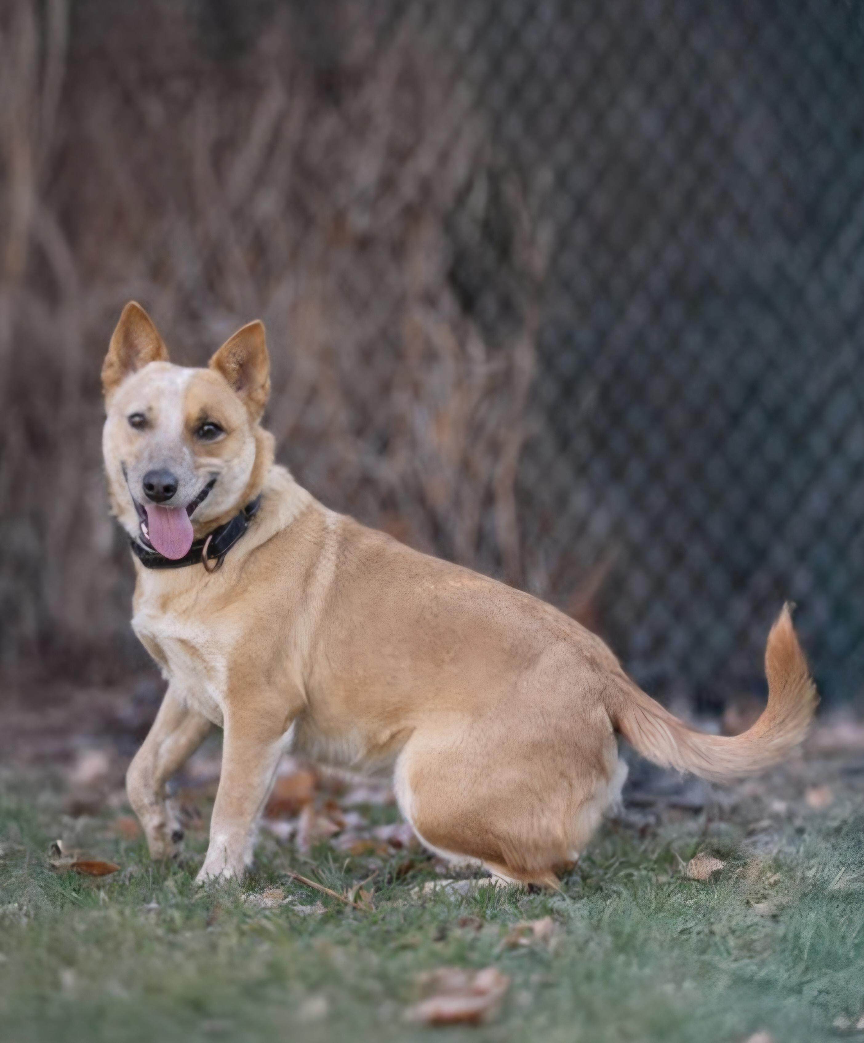 Enlarge Nessie, a Adoptable Australian Cattle Dog / Blue Heeler in Salt Lake City, UT image 3/6