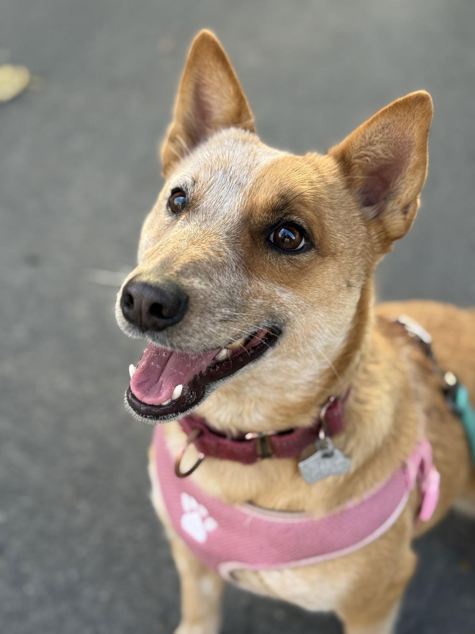 Enlarge Nessie, a Adoptable Australian Cattle Dog / Blue Heeler in Salt Lake City, UT image 5/6