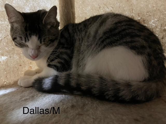 Enlarge Dallas, a Adoptable mixed breed in Ronan, MT image 1/1