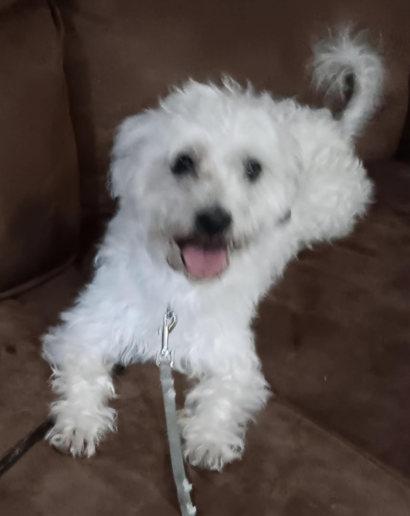 Enlarge Jack, a ADOPTABLE Maltipoo in Lancaster, CA image 1/1