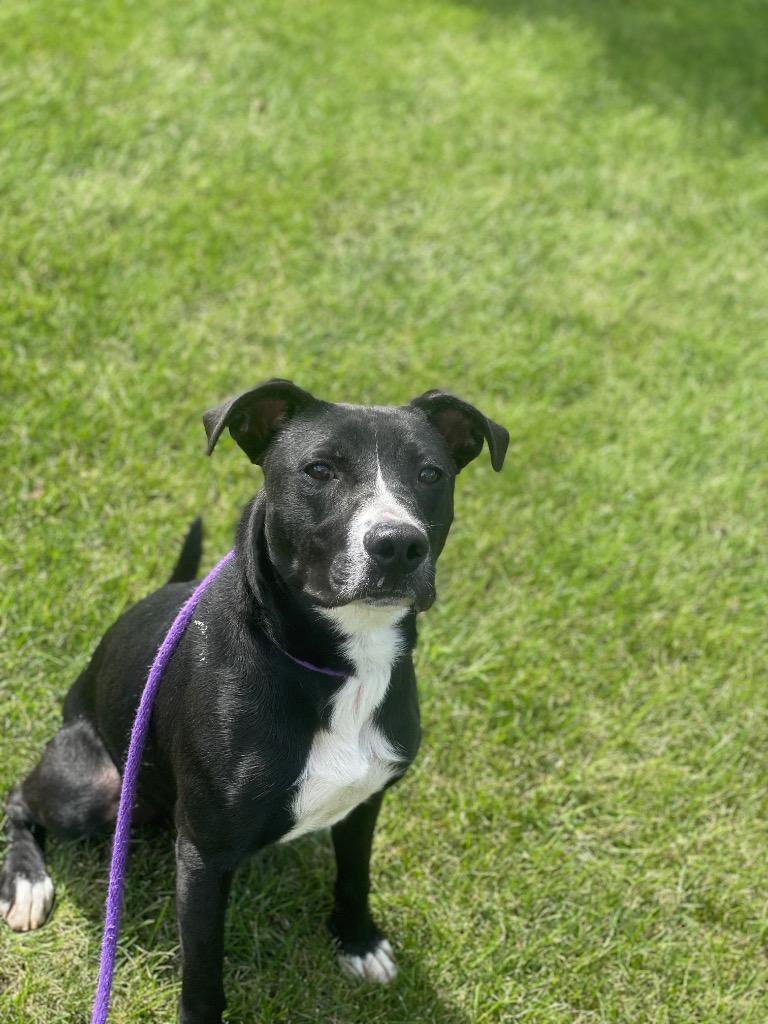 MURPHY, Adoptable, Puppy Male Terrier.