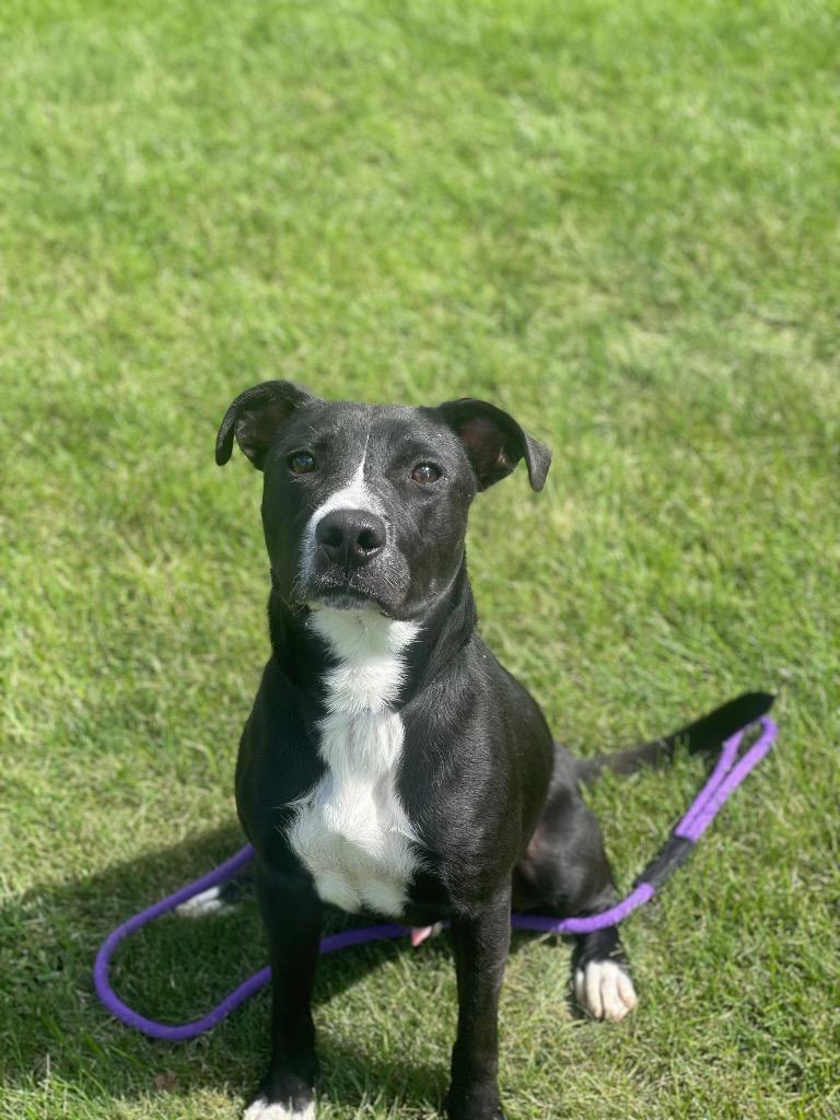 Enlarge MURPHY, a Adoptable Terrier in Wintersville, OH image 2/3