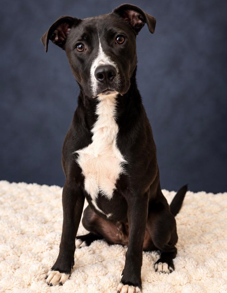 Enlarge MURPHY, a Adoptable Terrier in Wintersville, OH image 3/3