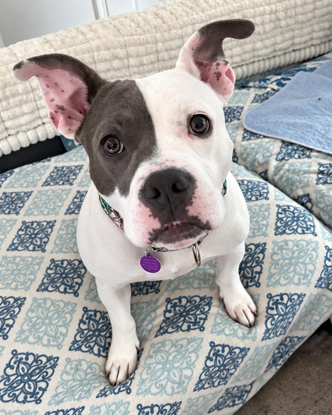 Enlarge Daisy, a Adopted Pit Bull Terrier in Sudbury, MA image 2/3