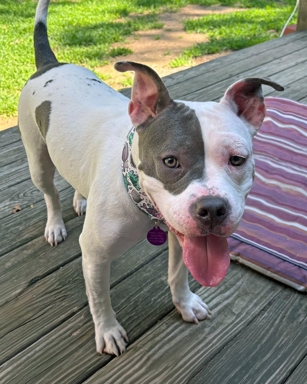 Enlarge Daisy, a Adopted Pit Bull Terrier in Sudbury, MA image 3/3