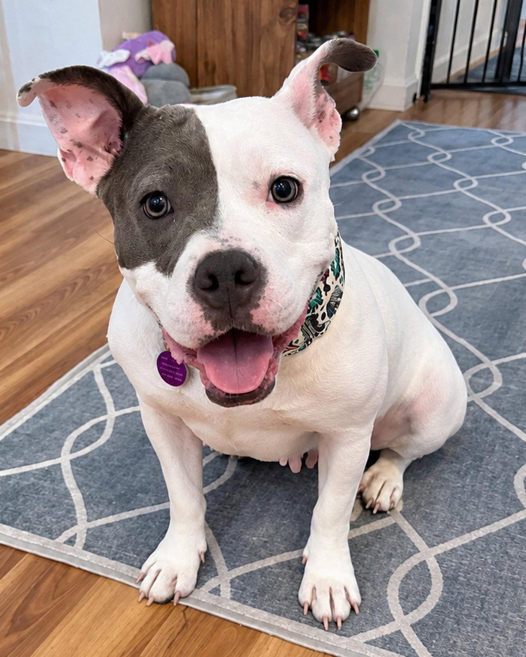 Daisy, Adopted, Adult Female Pit Bull Terrier.