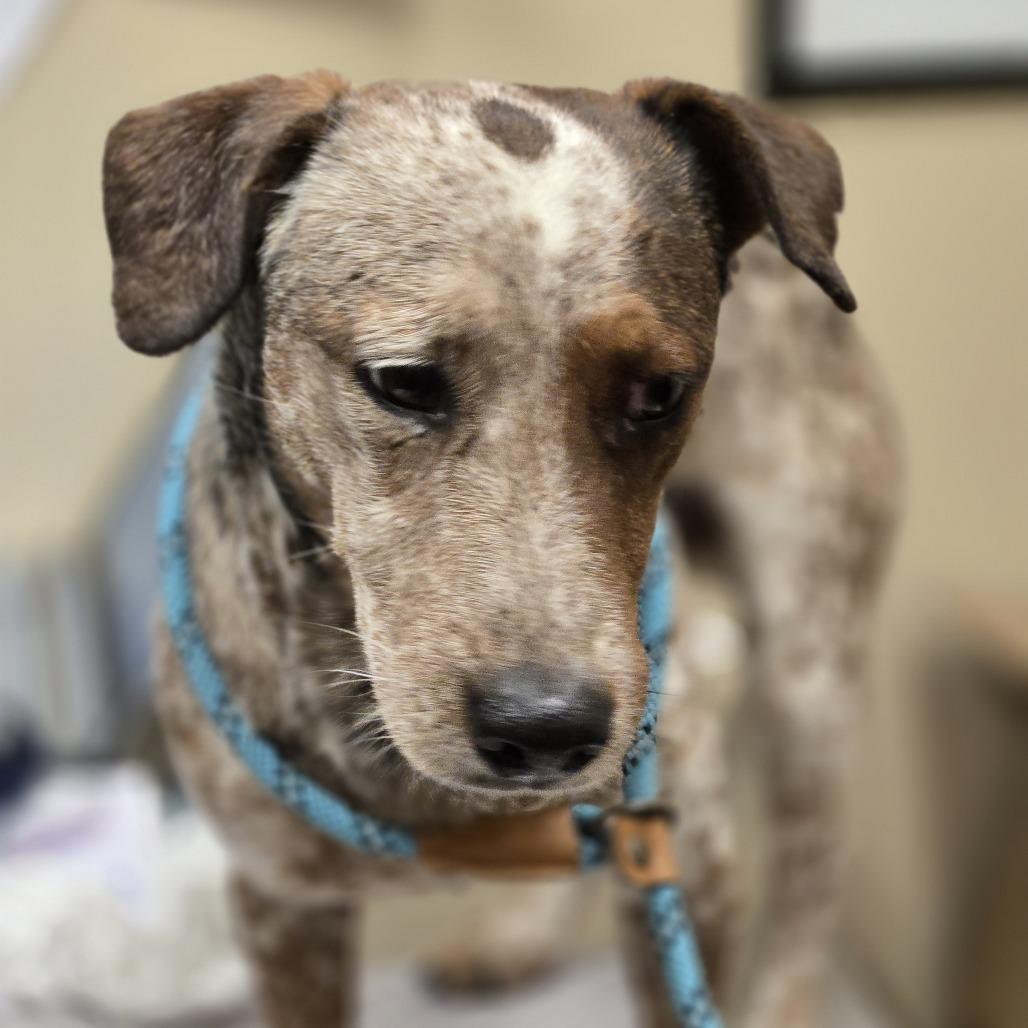 Polyester, Adoptable, Adult Male Dachshund.