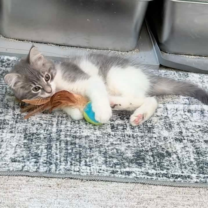 Dove, an adopted mixed breed in Kentwood, MI image 4/6