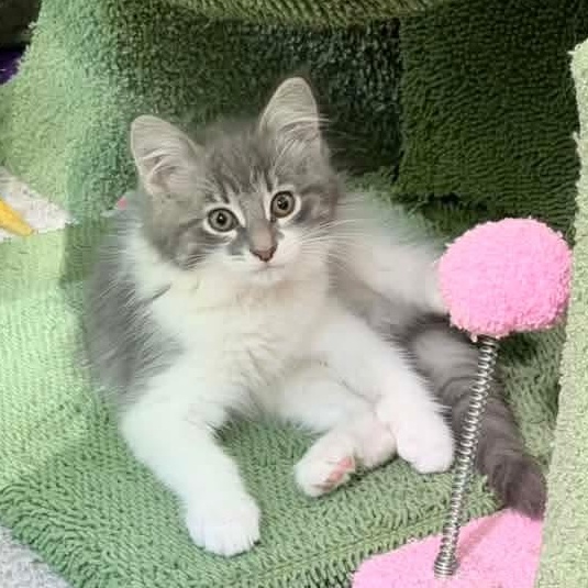 Dove, an adopted mixed breed in Kentwood, MI image 1/6