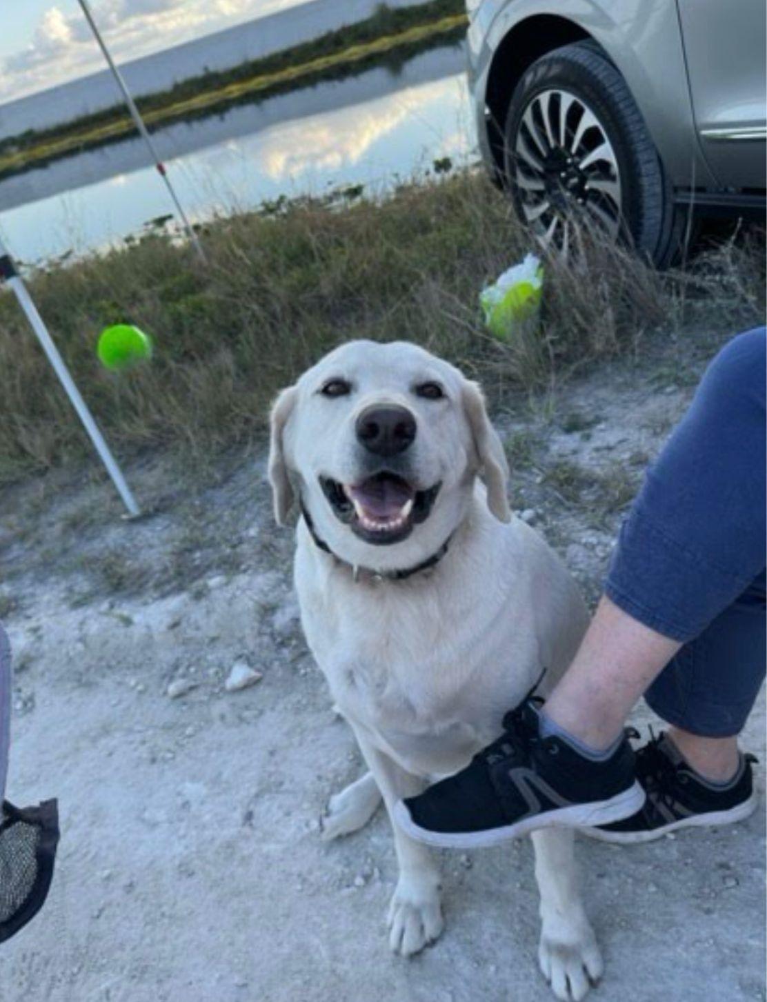 Enlarge Stanley, a Adoptable Labrador Retriever in Rockledge, FL image 2/3