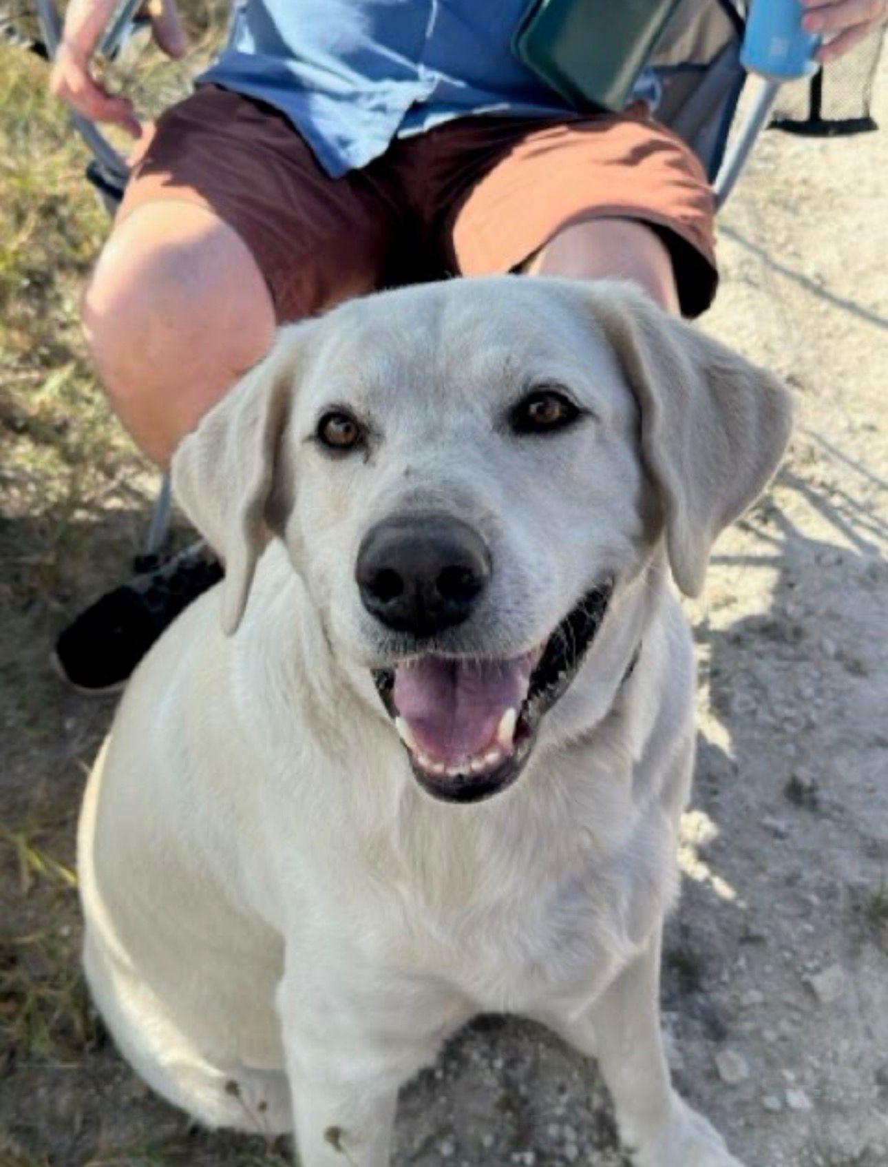 Enlarge Stanley, a Adoptable Labrador Retriever in Rockledge, FL image 1/3