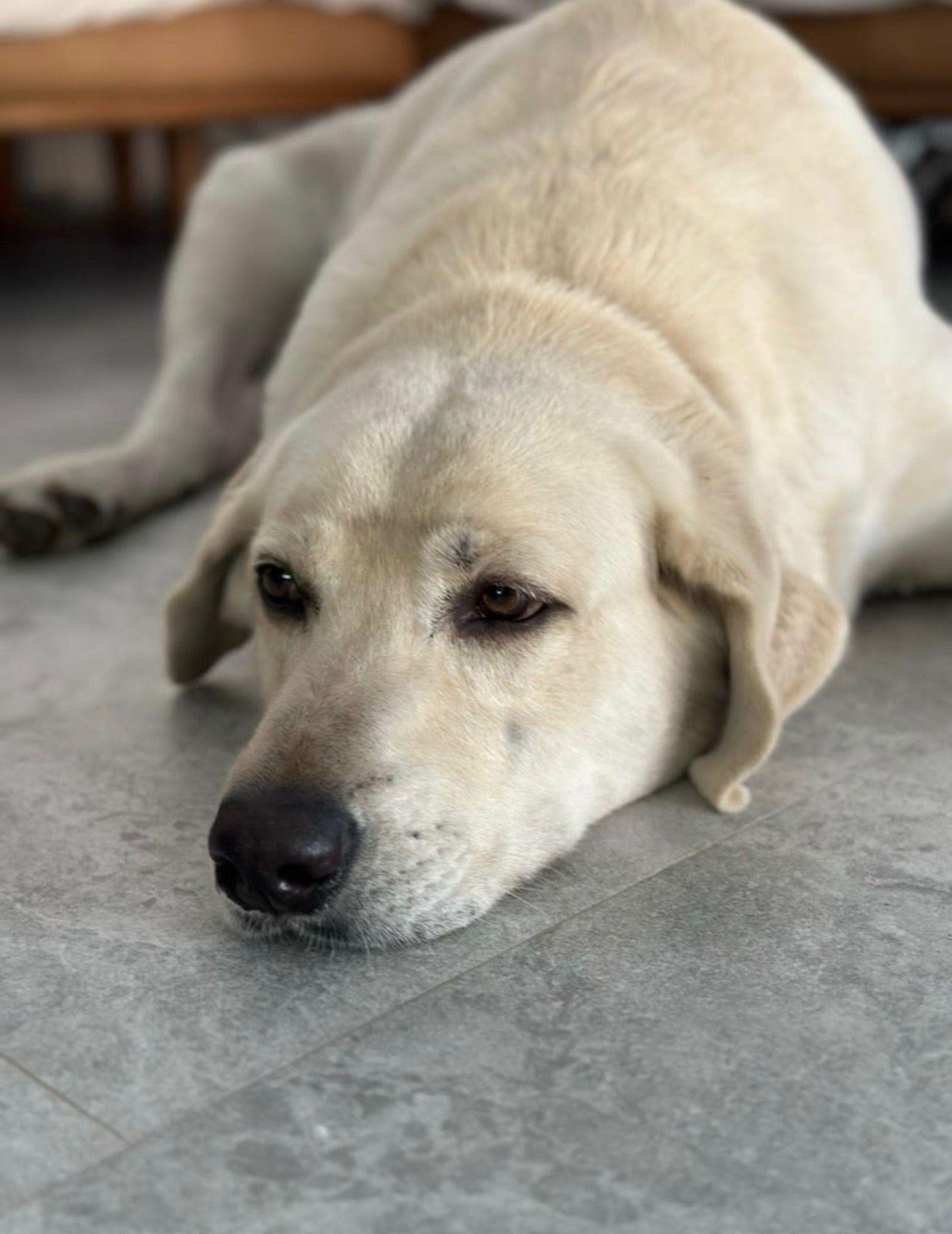 Enlarge Stanley, a Adoptable Labrador Retriever in Rockledge, FL image 3/3
