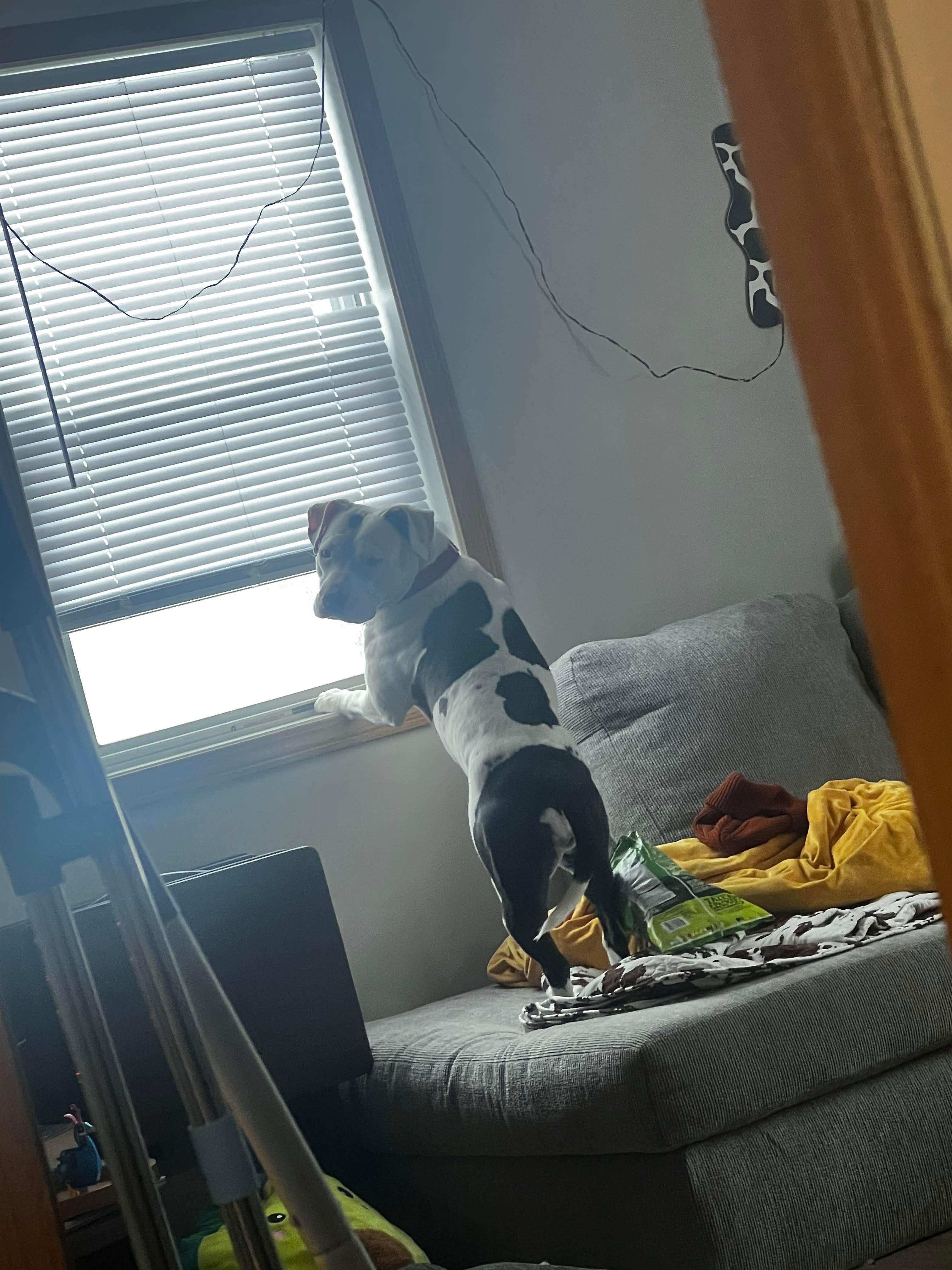 Bessie/Bertie, Adoptable, Adult Female Pit Bull Terrier.