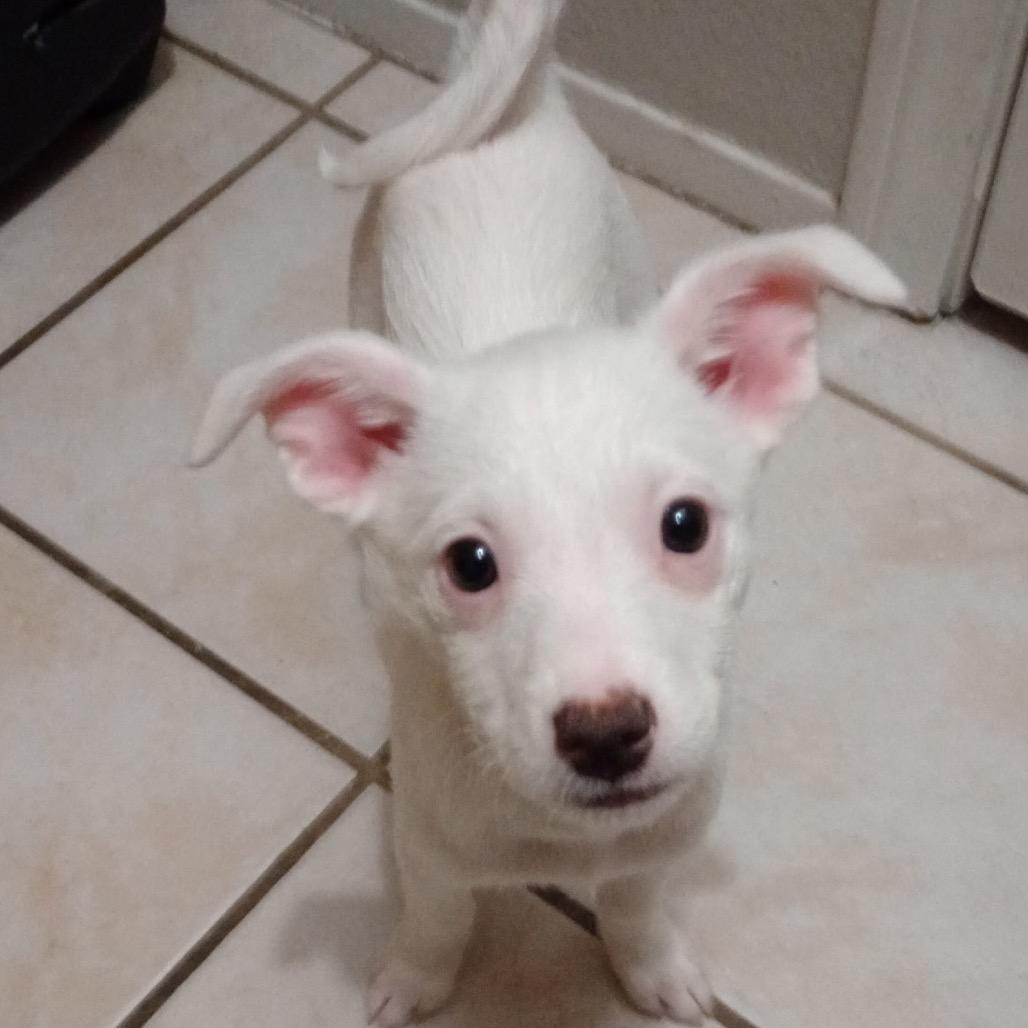 Enlarge Lilith OS NV, a Adoptable mixed breed in Las Vegas, NV image 1/2