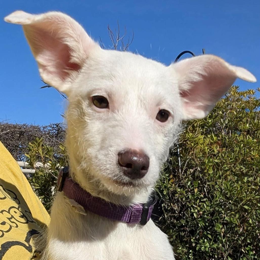 Enlarge Lilith OS NV, a Adoptable mixed breed in Las Vegas, NV image 2/4