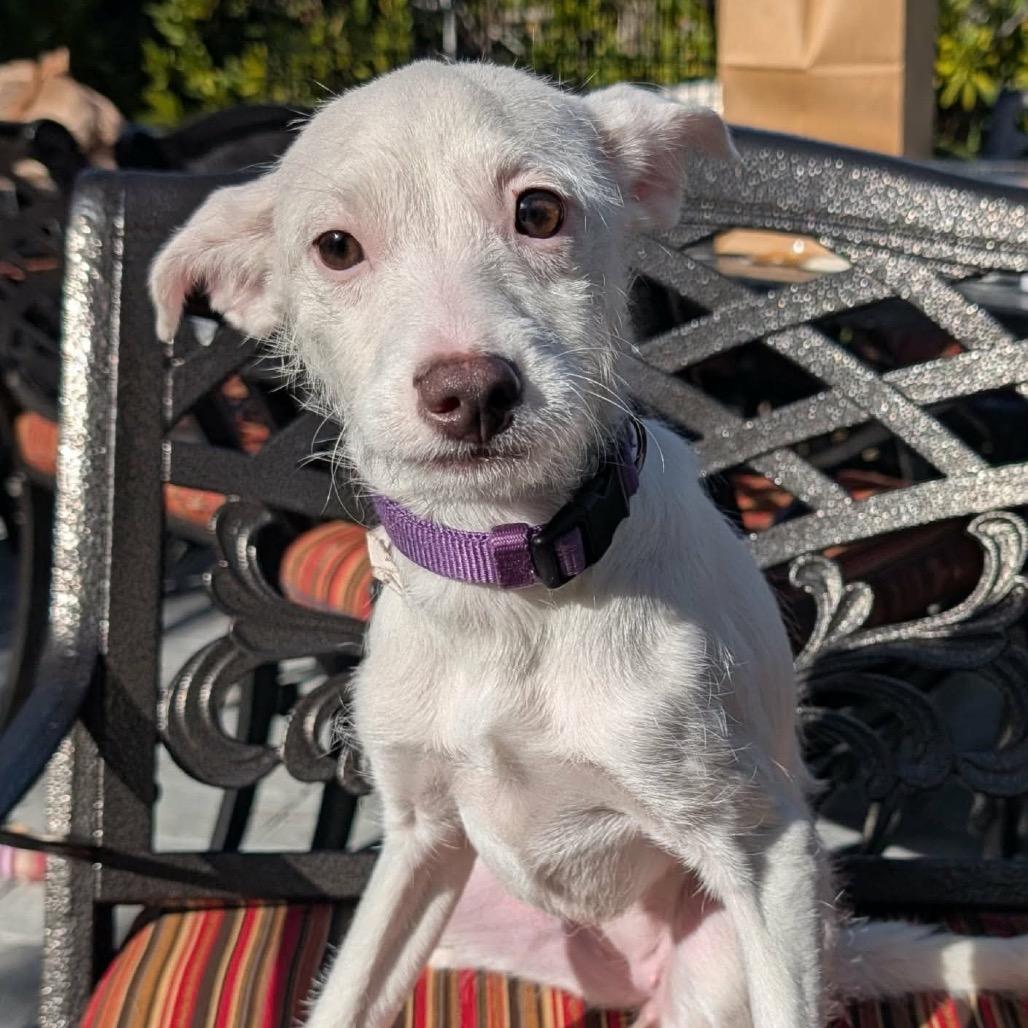 Enlarge Lilith OS NV, a Adoptable mixed breed in Las Vegas, NV image 3/4