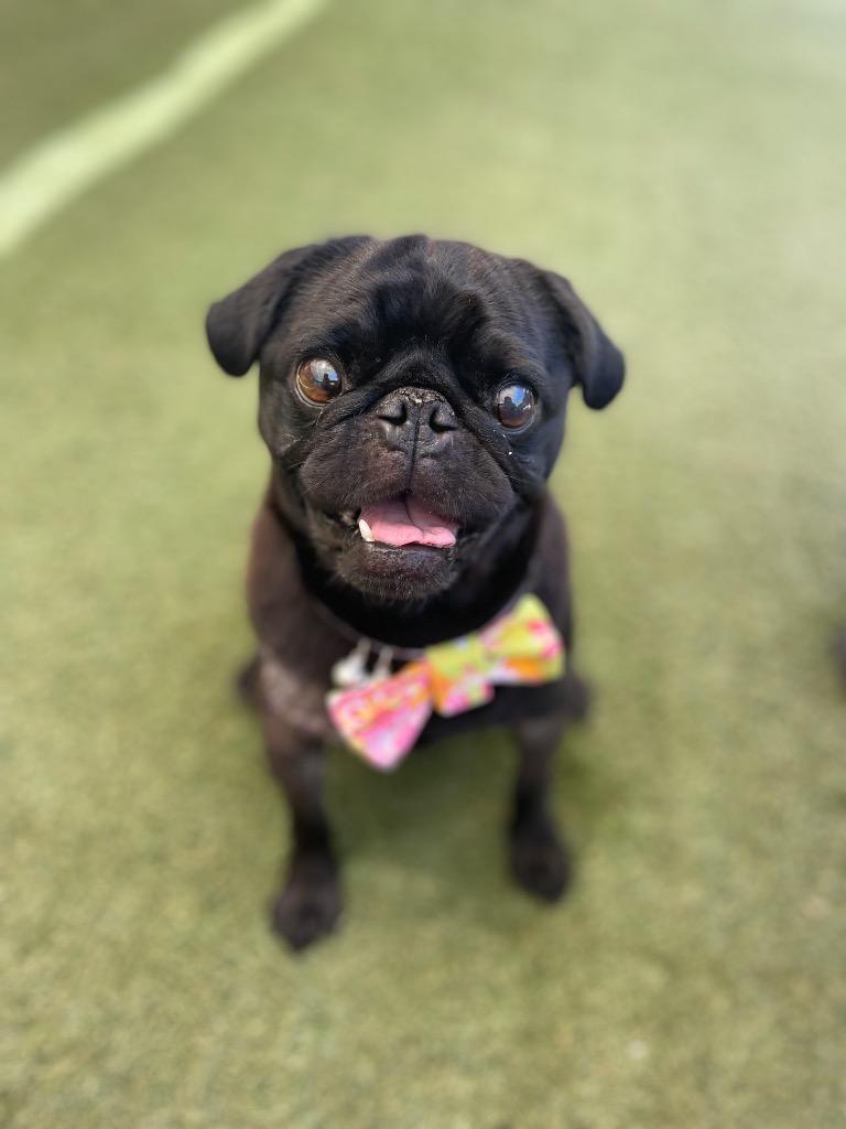 Enlarge Max *special needs*, a Adoptable Pug in Gardena, CA image 1/6