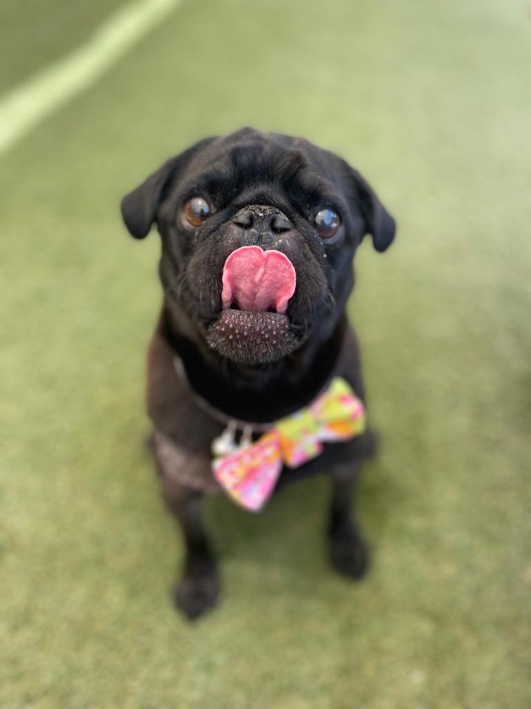 Enlarge Max *special needs*, a Adoptable Pug in Gardena, CA image 2/6
