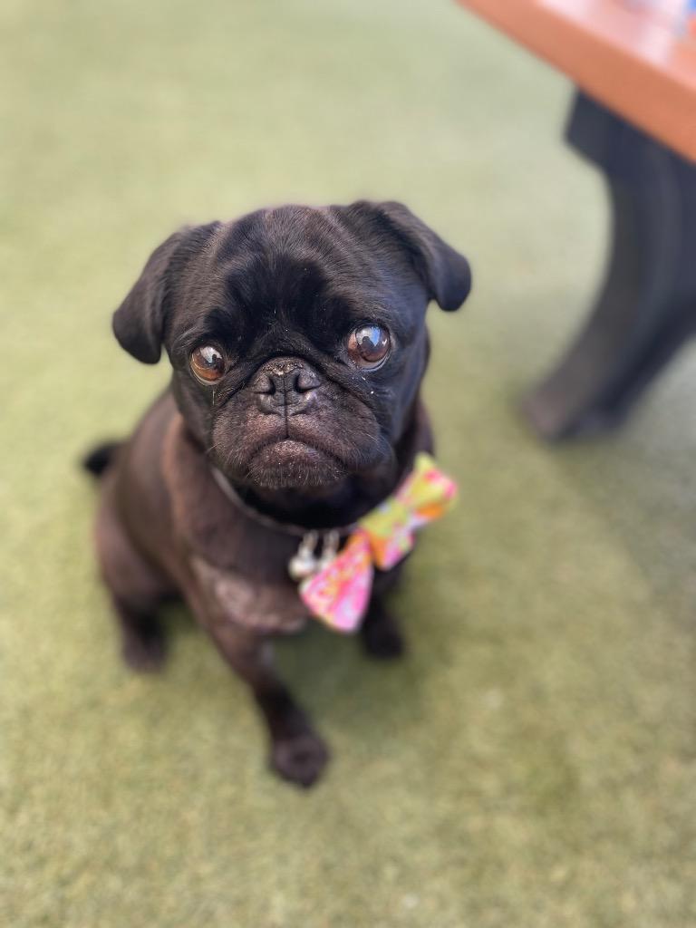 Max *special needs*, Adoptable, Adult Male Pug.