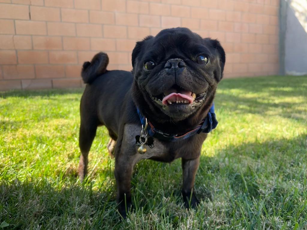 Enlarge Max *special needs*, a Adoptable Pug in Gardena, CA image 3/6