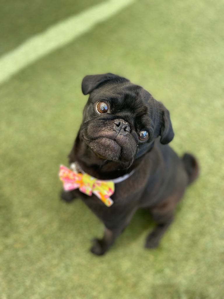 Enlarge Max *special needs*, a Adoptable Pug in Gardena, CA image 5/6