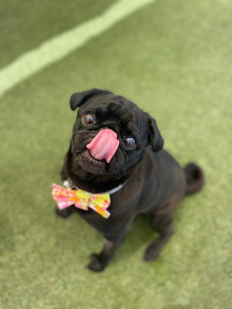 Enlarge Max *special needs*, a Adoptable Pug in Gardena, CA image 6/6
