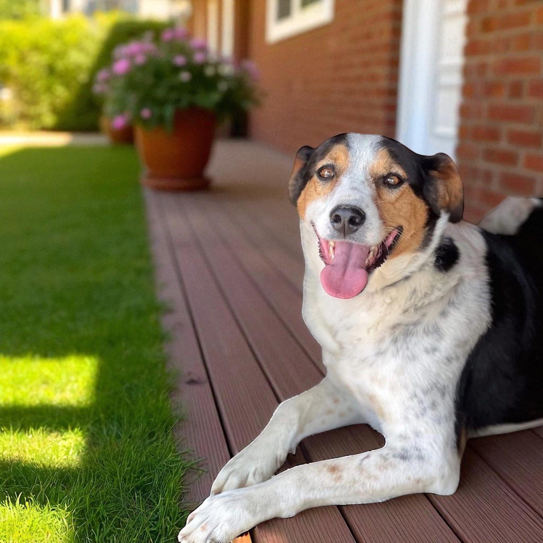 Enlarge Mala, a Adopted Mixed Breed in Dunnville, ON image 1/3