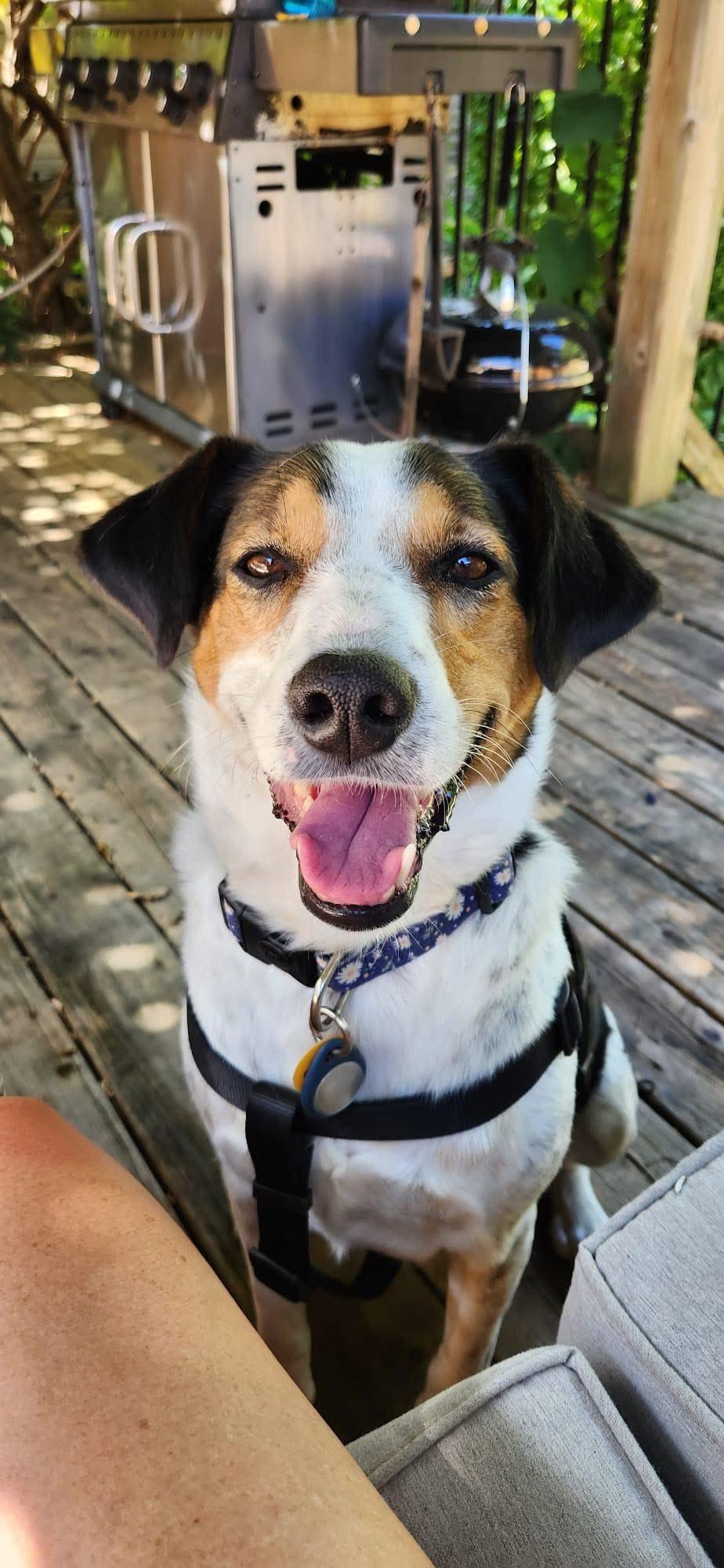 Enlarge Mala, a Adopted Mixed Breed in Dunnville, ON image 3/3