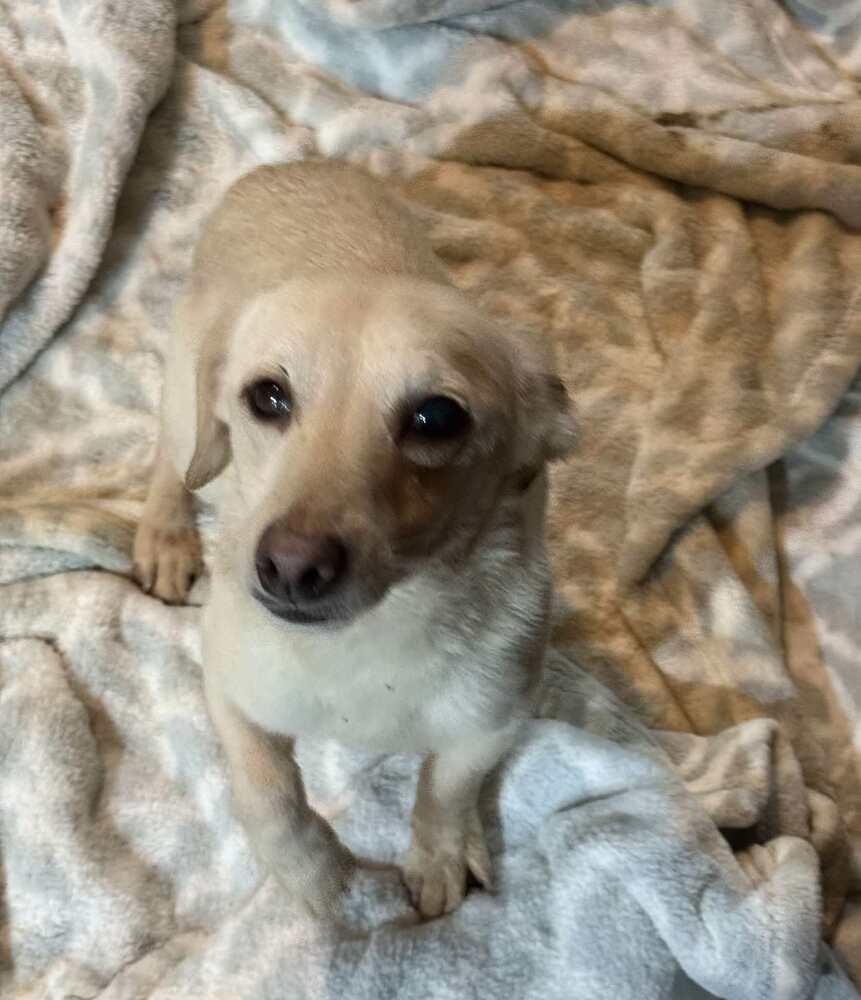 Tina, a Adoptable Chihuahua in San Francisco, CA image 2/4