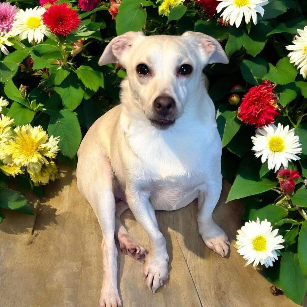 Tina, a Adoptable Chihuahua in San Francisco, CA image 3/4