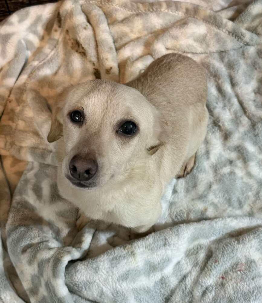 Tina, a Adoptable Chihuahua in San Francisco, CA image 4/4