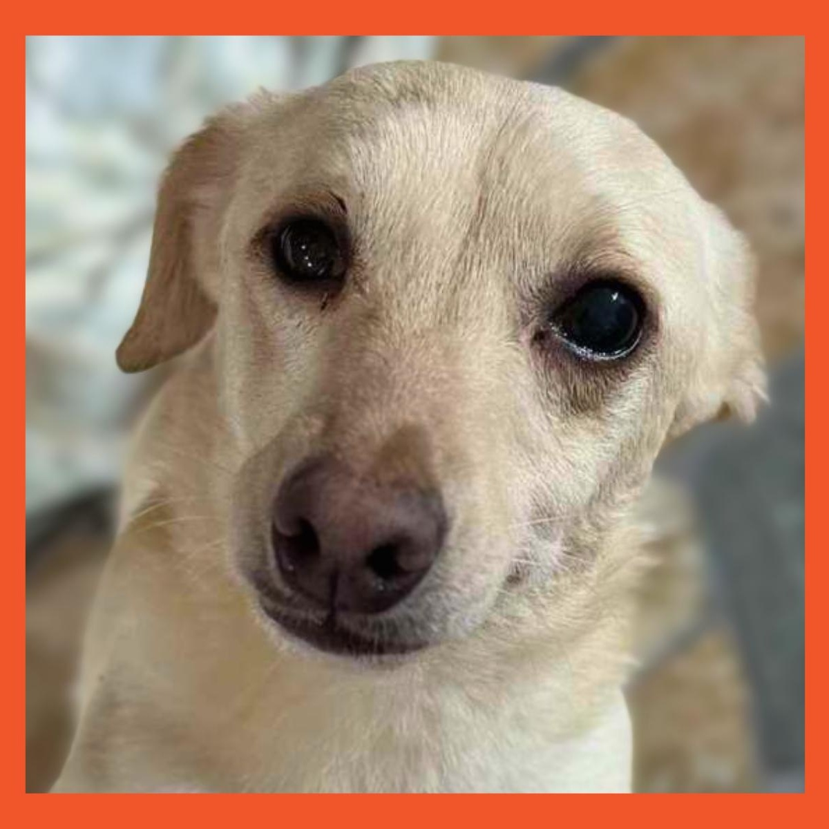 Tina, Adoptable, Adult Female Chihuahua.