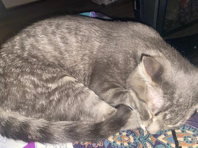 Enlarge Bob, an adopted Domestic Short Hair in Stockholm, WI image 5/5