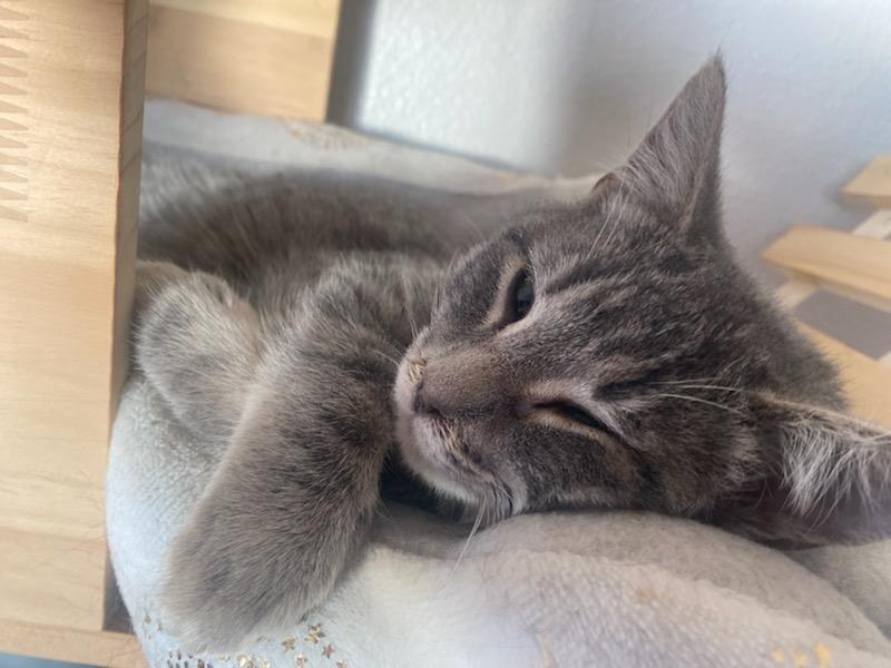 Bob, adopted, Kitten Male Domestic Short Hair.