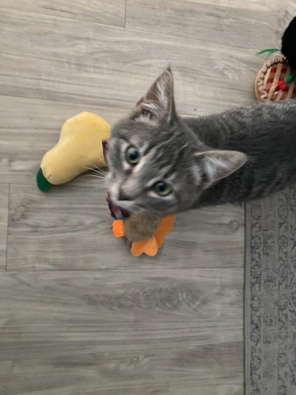 Enlarge Bob, an adopted Domestic Short Hair in Stockholm, WI image 3/5