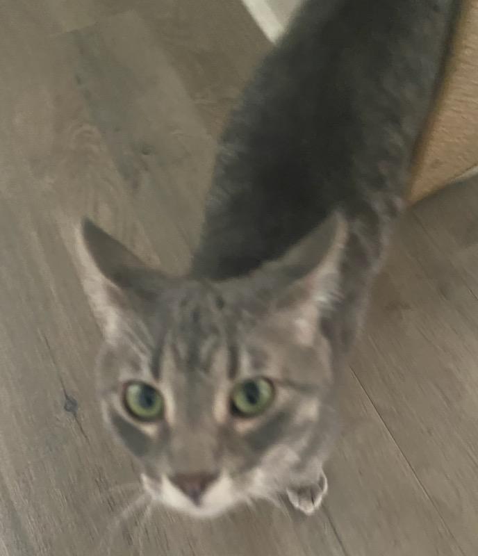 Enlarge Bob, an adopted Domestic Short Hair in Stockholm, WI image 4/5