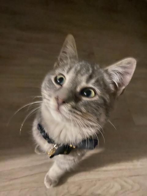 Enlarge Bob, an adopted Domestic Short Hair in Stockholm, WI image 2/5