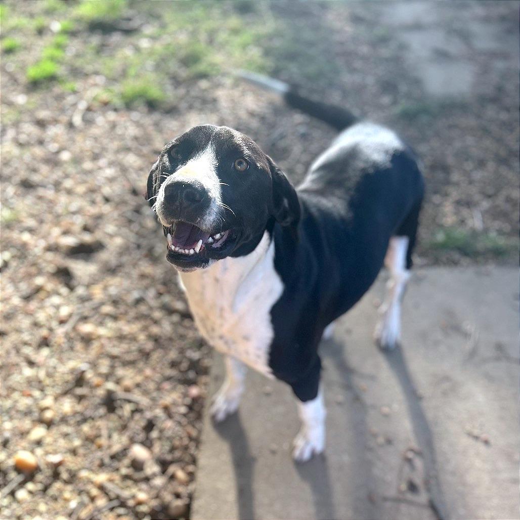 Lady, Adoptable, Adult Female Labrador Retriever.