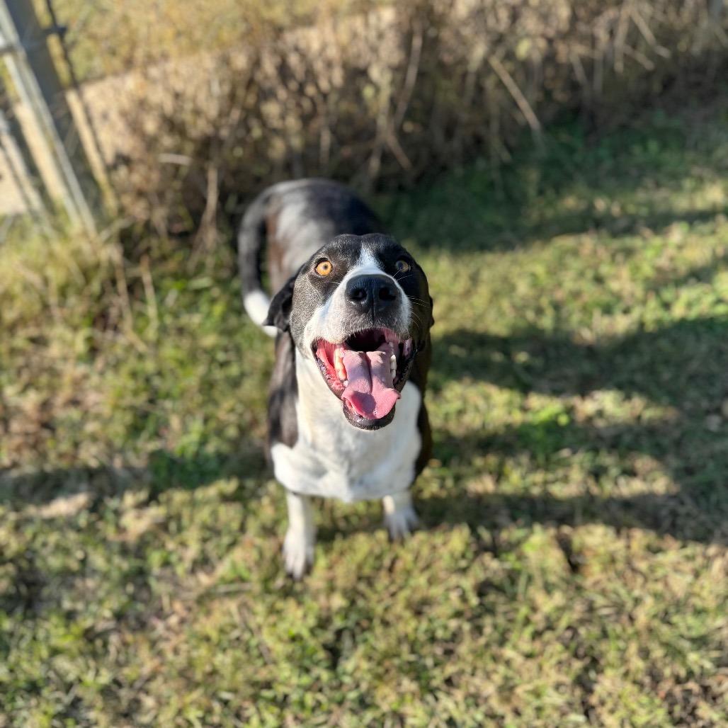 Enlarge Lady, a Adoptable mixed breed in Brownsboro, AL image 2/4