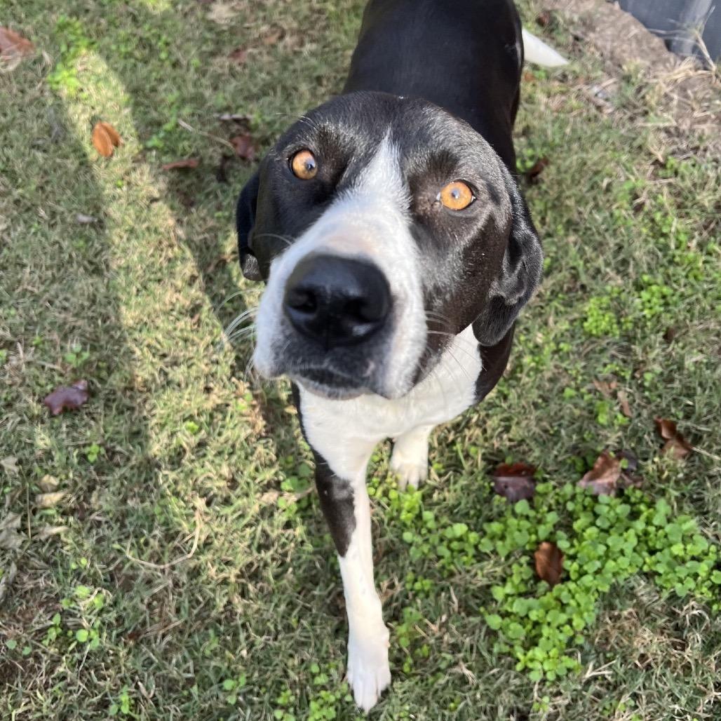 Enlarge Lady, a Adoptable mixed breed in Brownsboro, AL image 3/4