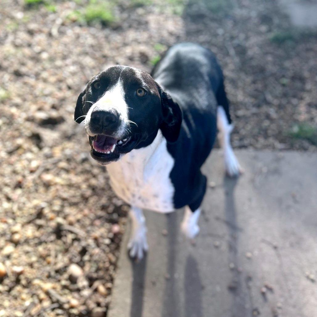 Enlarge Lady, a Adoptable mixed breed in Brownsboro, AL image 4/4