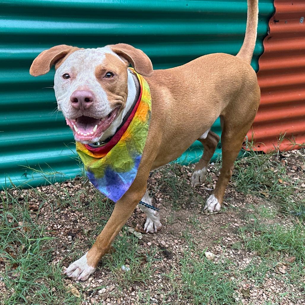 Ginger Crisp, Adoptable, Adult Male Catahoula Leopard Dog & Cattle Dog.
