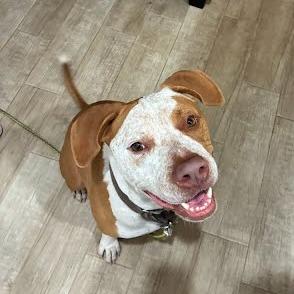 Enlarge Front Porch, a Adoptable mixed breed in Austin, TX image 1/6