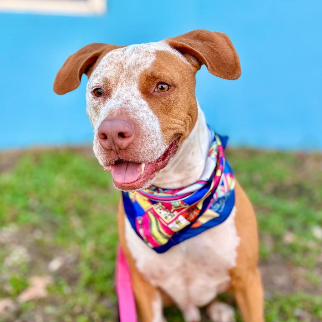 Enlarge Front Porch, a Adoptable mixed breed in Austin, TX image 2/6