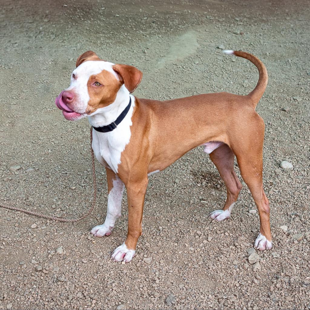 Front Porch, Adoptable, Adult Male Pit Bull Terrier.