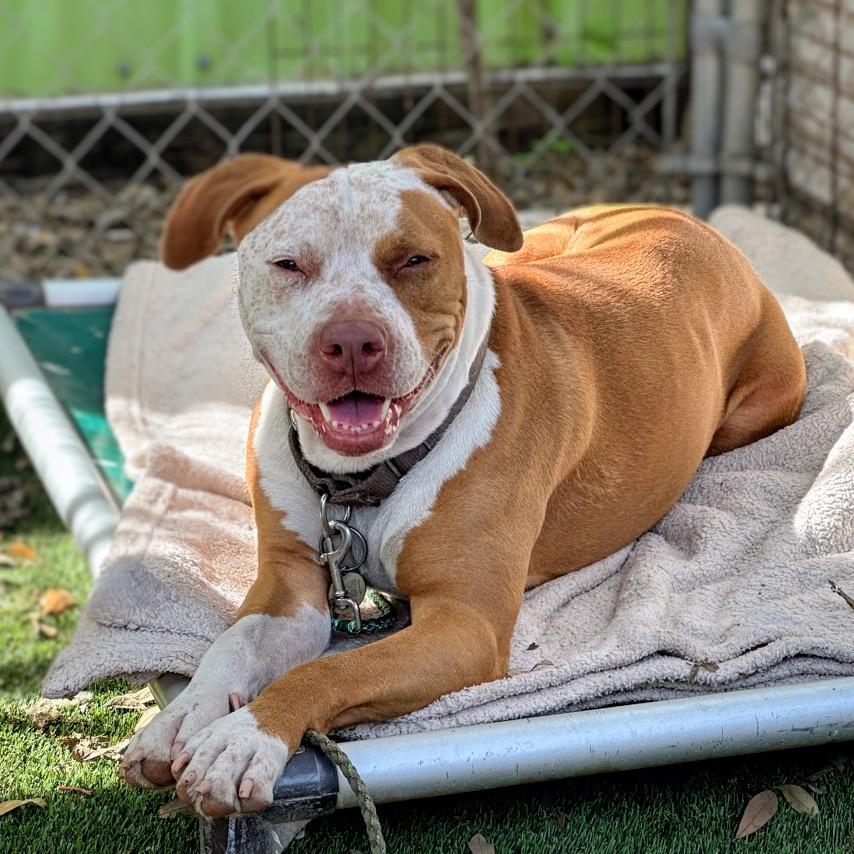 Enlarge Front Porch, a Adoptable mixed breed in Austin, TX image 3/6