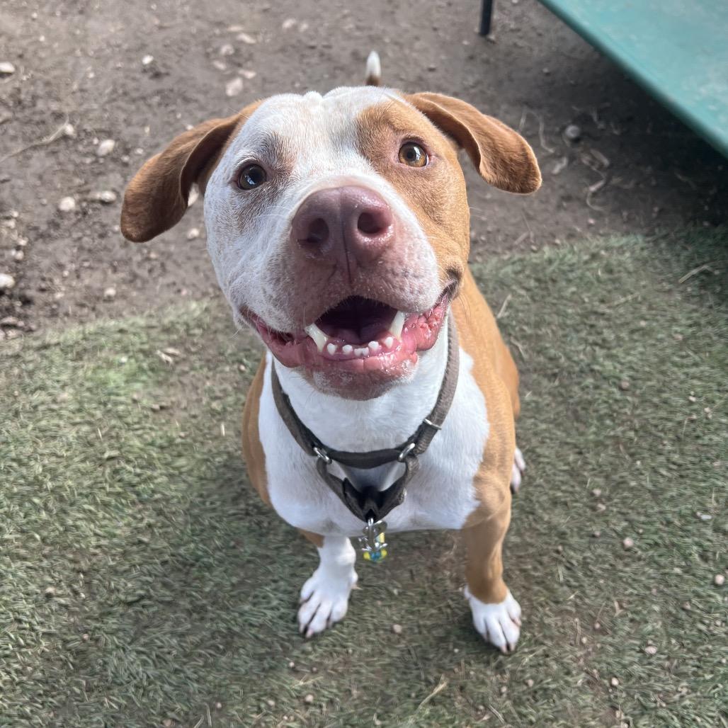 Enlarge Ginger Crisp, a Adoptable mixed breed in Austin, TX image 4/6